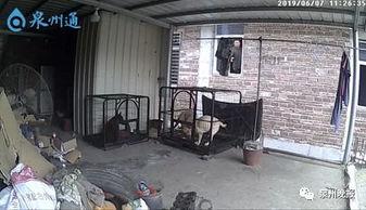 泉州爆料大狗视频,究竟何方神圣？  第2张