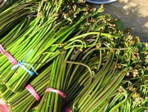 爆料地狱火蕨最新视频,揭秘植物界的奇异现象 第1张 爆料地狱火蕨最新视频,揭秘植物界的奇异现象 第1张